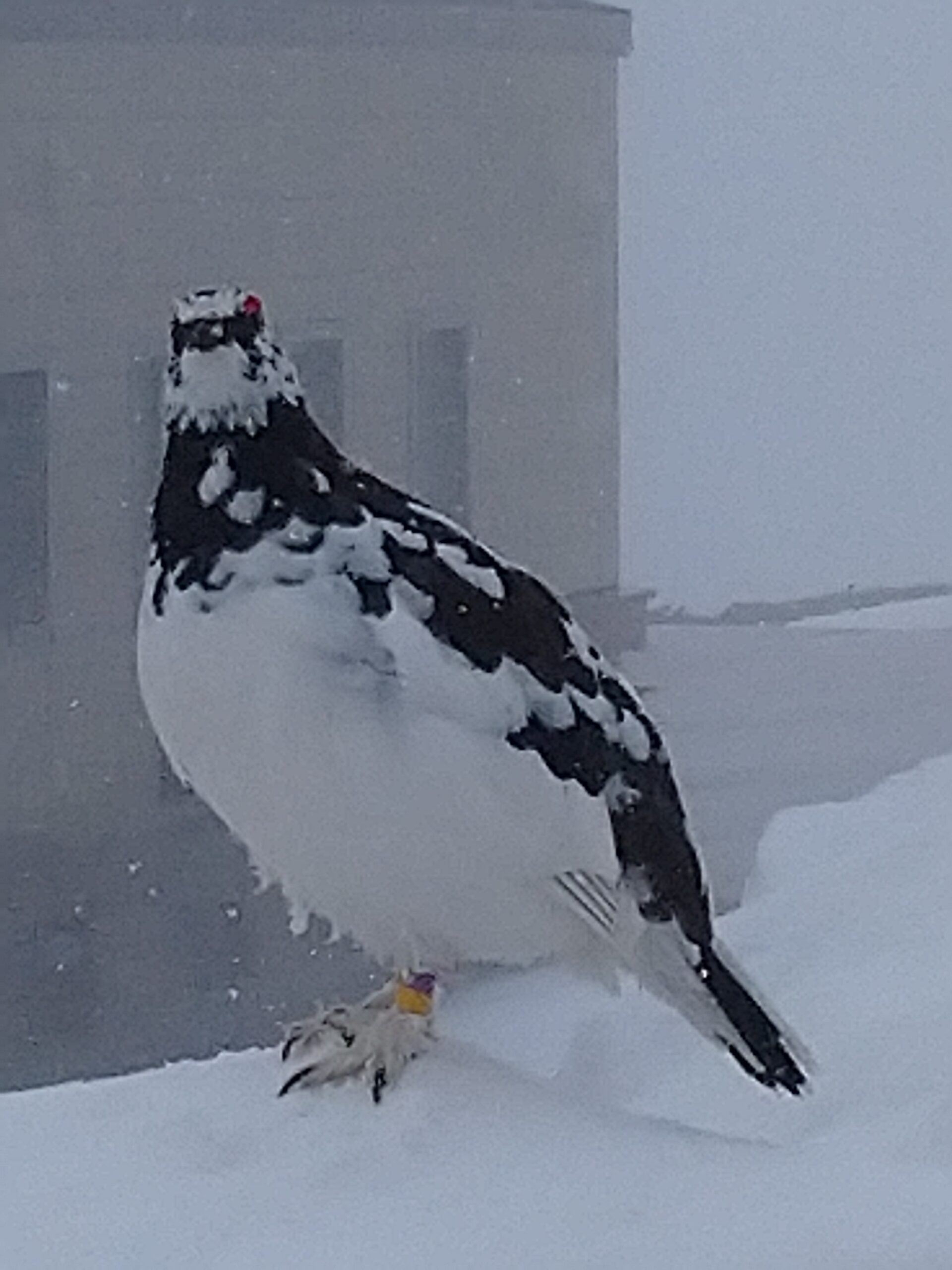 GWの立山７：雪降る中雷鳥沢まで散策 - はらがへっては