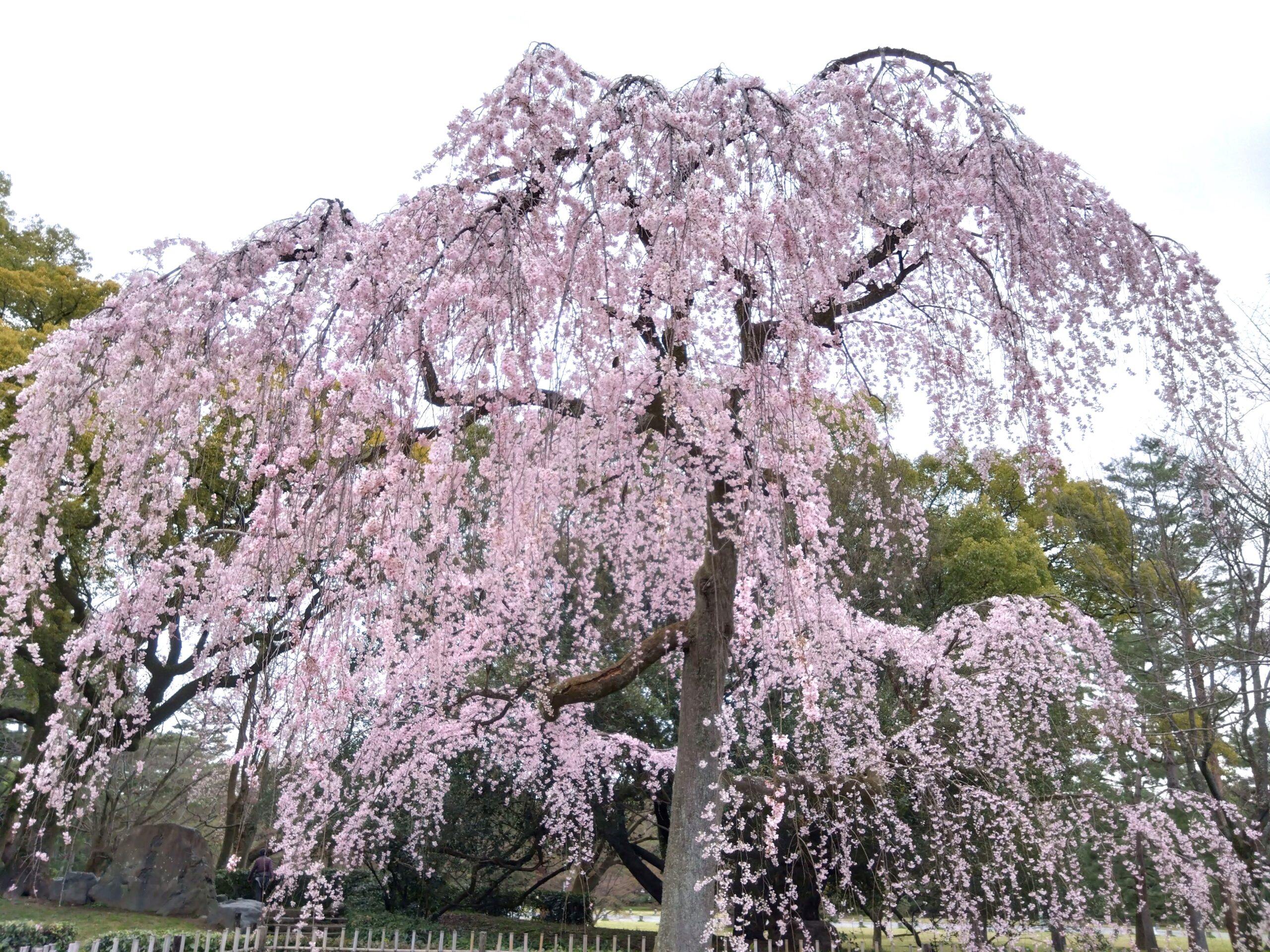 京都御苑の枝垂桜が満開!出水の枝垂桜と近衛邸跡の枝垂桜【2024年3月28日】 - はらがへっては